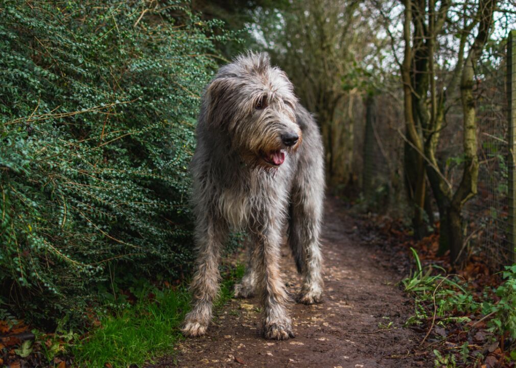 #39. Irish wolfhound (tie)